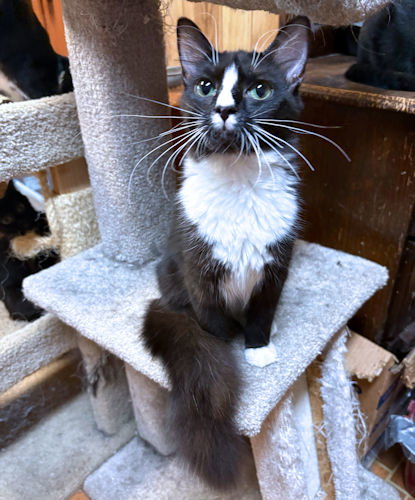 picture of the cat needing adoption