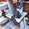 Nosey - Photo 2