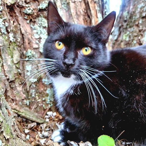 Pippa Image