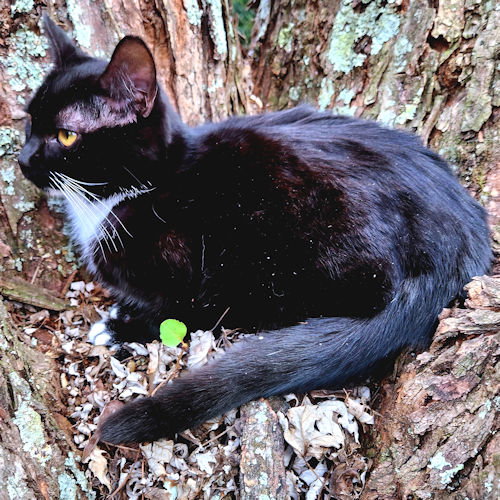 Photo 3 of Pippa