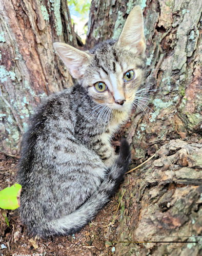 MILO - Tabby available for adoption