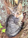Milo - Photo 4