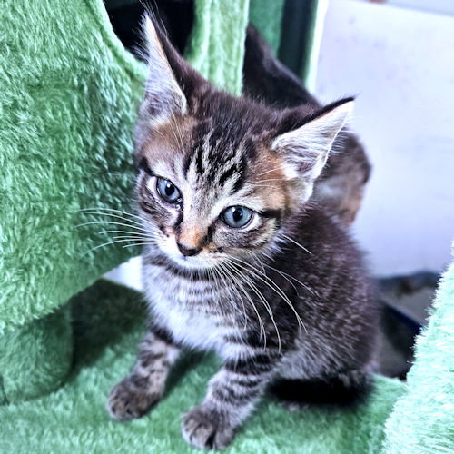 picture of the cat needing adoption