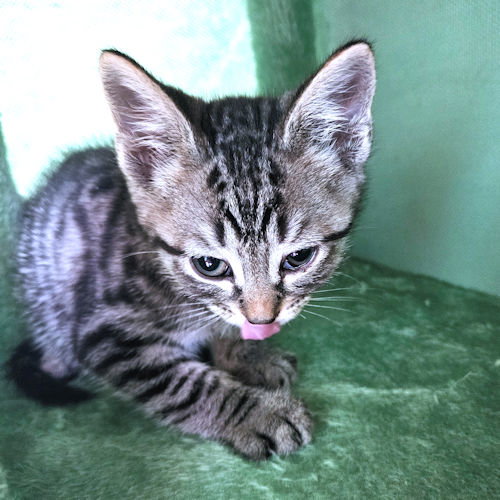 picture of the cat needing adoption
