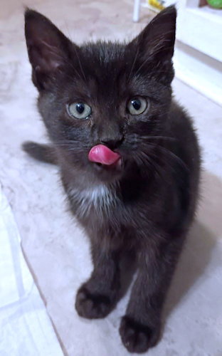 Basil