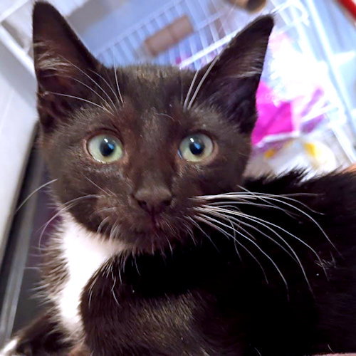picture of the cat needing adoption