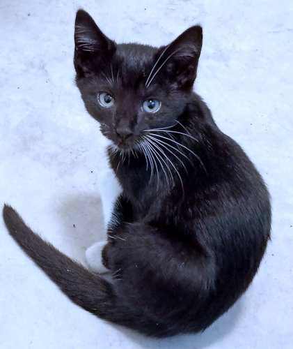 BAY - Tuxedo available for adoption