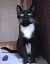 Clove - Photo 2