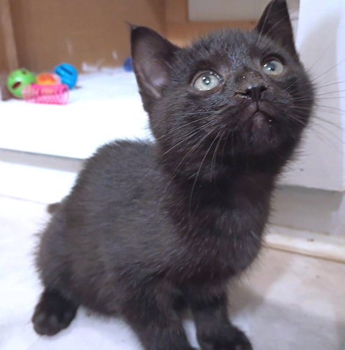 THYME - Domestic Short Hair available for adoption