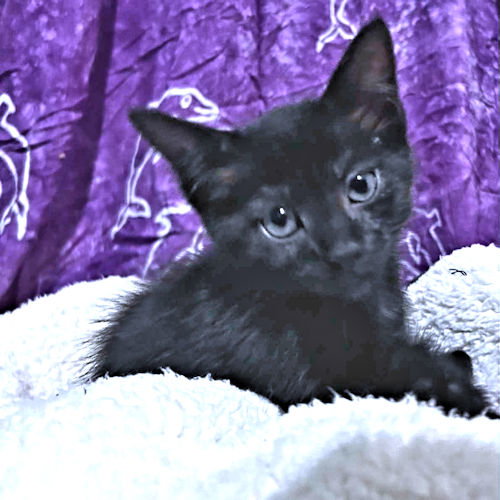 ALEXIS - Domestic Short Hair available for adoption