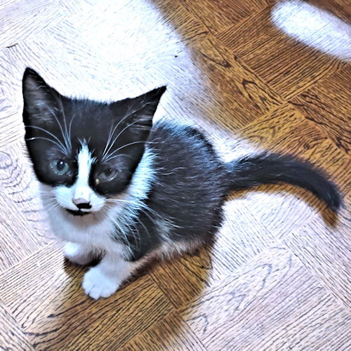 Sienna Image