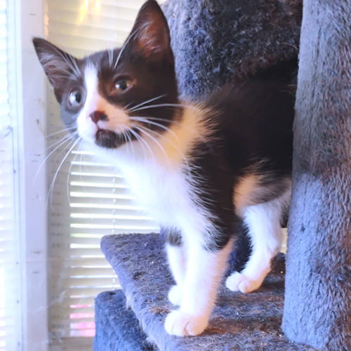 SIENNA - Domestic Short Hair available for adoption