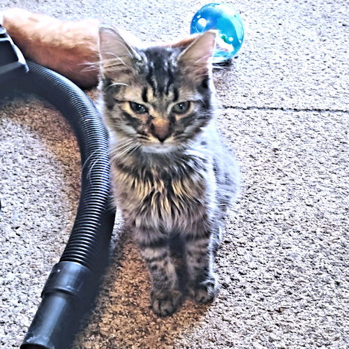 NEVADA - Tabby available for adoption