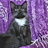 Ambrose - Photo 1