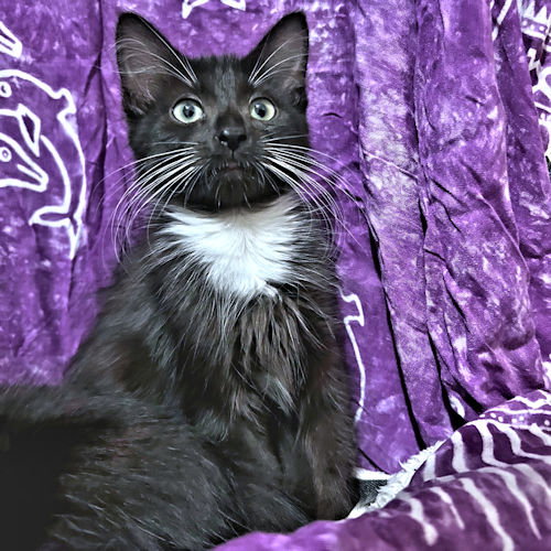 picture of the cat needing adoption