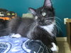 Ambrose - Photo 2