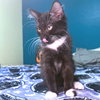 Ambrose - Photo 3