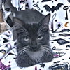 Ambrose - Photo 4