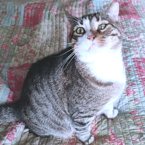 Rolo Image
