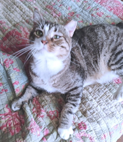 ROLO - Tabby available for adoption