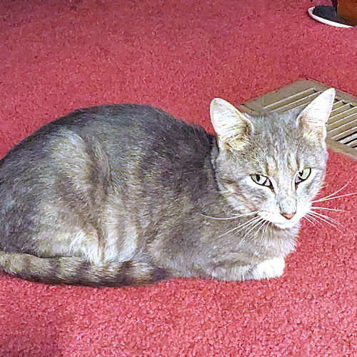 Toby Image