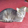 Toby - Photo 1