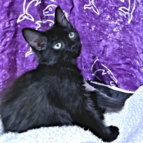 picture of the cat needing adoption