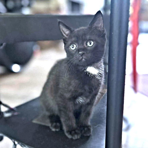 COCONUT - Domestic Short Hair available for adoption