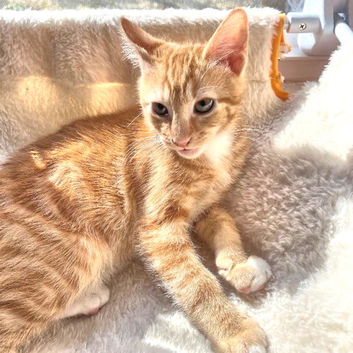 picture of the cat needing adoption