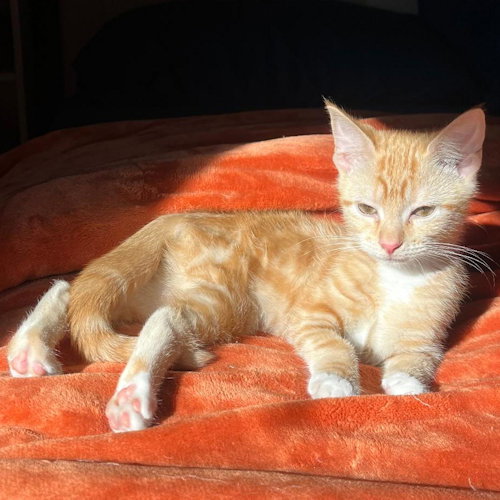 picture of the cat needing adoption