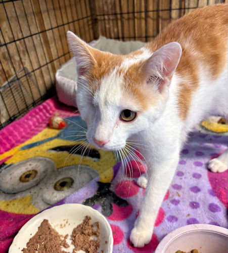 picture of the cat needing adoption