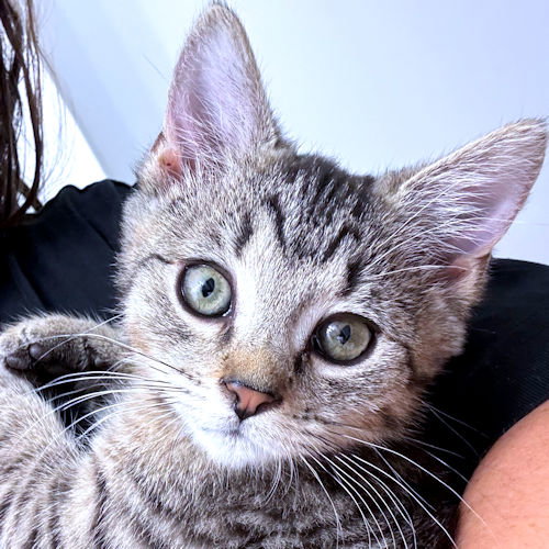 picture of the cat needing adoption