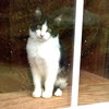 Bandit - Photo 2