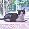 Bandit - Photo 3
