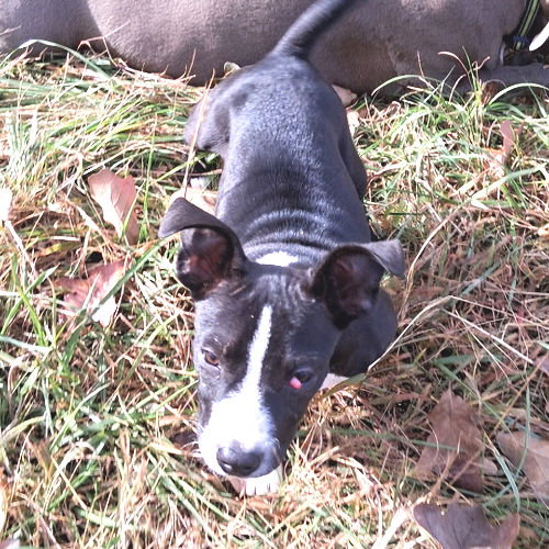 PRINCESS - Mountain Cur / Plott Hound available for adoption