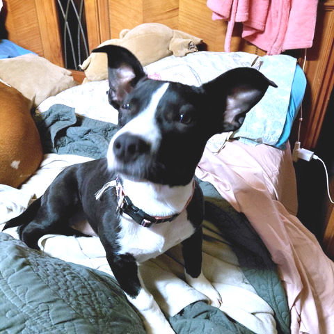 PRINCESS - Mountain Cur / Plott Hound available for adoption