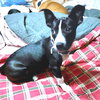 Princess - Photo 3