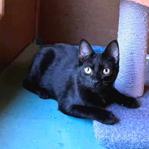 BLACK VELVET - Domestic Short Hair available for adoption