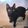Black Velvet - Photo 2