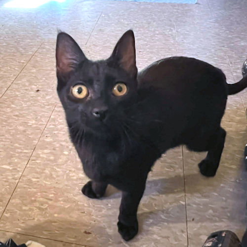 BLACK VELVET - Domestic Short Hair available for adoption