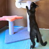Black Velvet - Photo 3