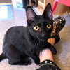 Black Velvet - Photo 4