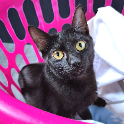 Black Velvet Image