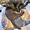 Black Velvet - Photo 4