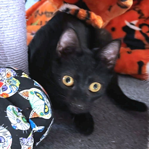 RUSTY - Domestic Short Hair available for adoption
