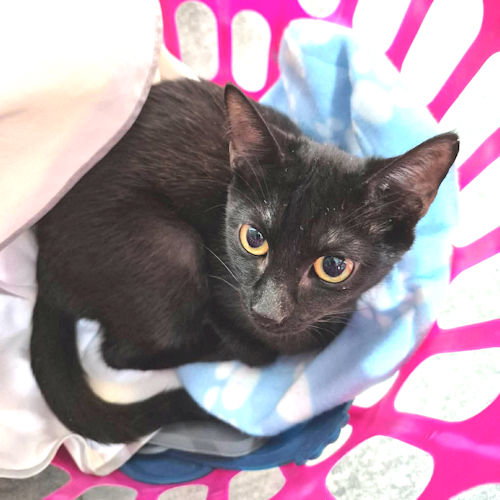 RUSTY - Domestic Short Hair available for adoption