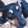 Buckaroo - Photo 2