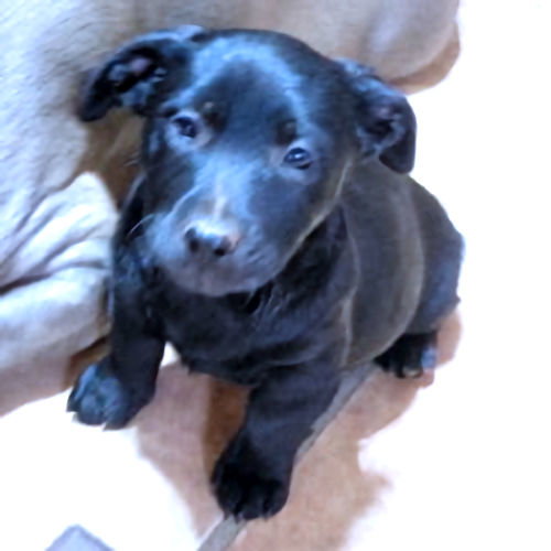 Ember Image