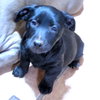 Ember - Photo 1
