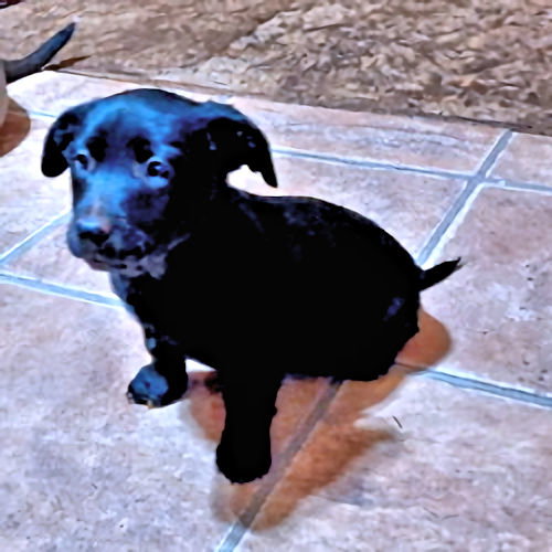 EMBER - Rottweiler / Spaniel available for adoption